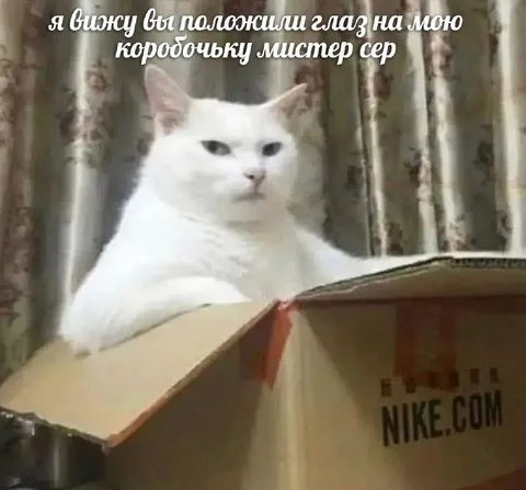 Кот защищает свою коробочку