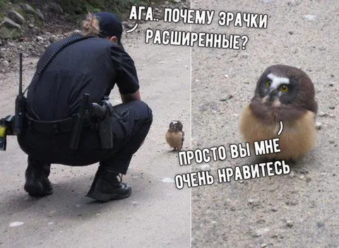 Сова с расширенными зрачками
