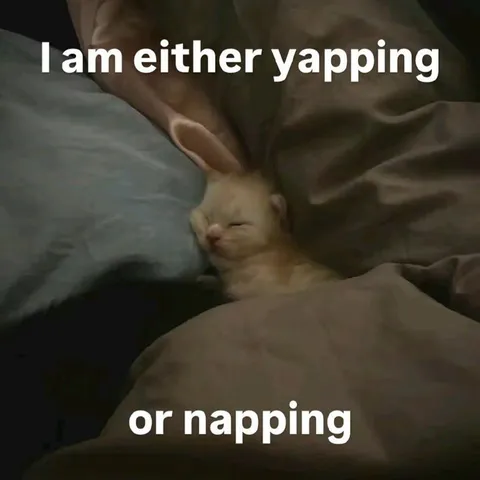 Yapping or Napping Cat