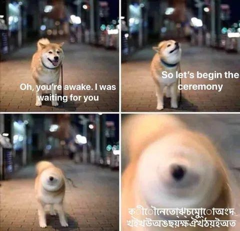 Shiba Inu Begins the Ceremony
