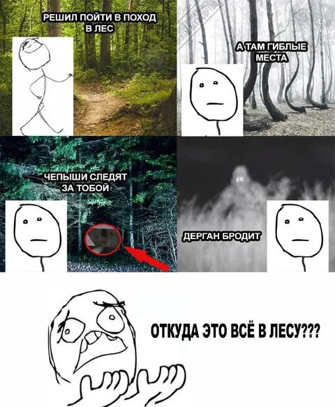 Откуда это всё в лесу