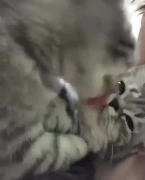 Котёнок тискает другого котёнка