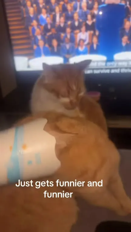 Cat Gets Funnier and Funnier