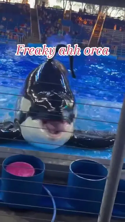 Freaky Ahh Orca