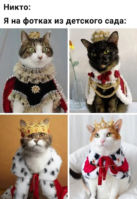 Кошки на фото из детского сада