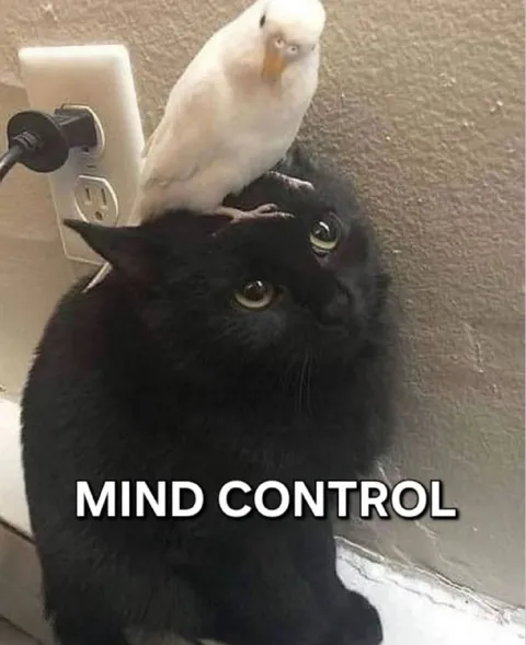 Mind Control Bird on Cat