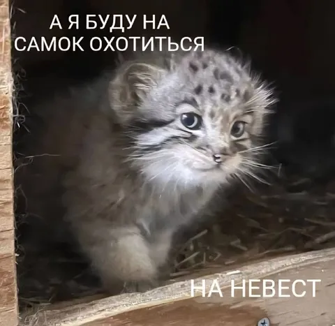 Кот охотится на невест