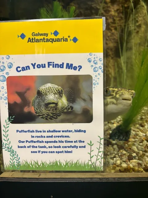 Can You Find the Pufferfish