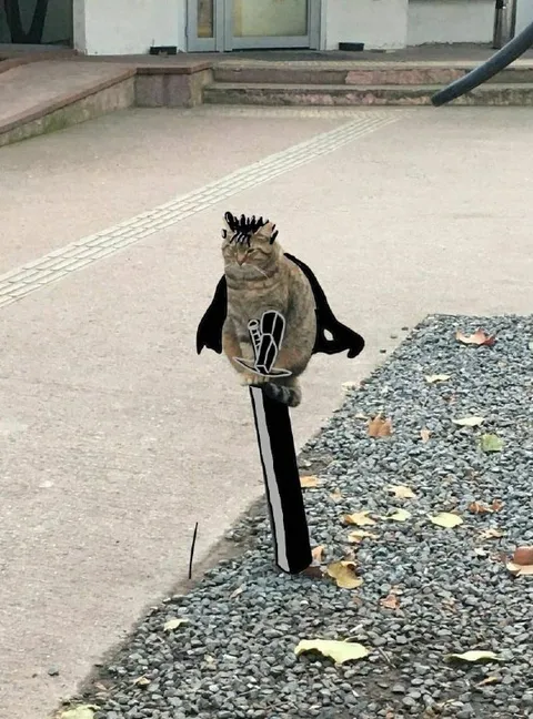 Кот с крыльями и мечом
