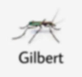 Gilbert the Mosquito