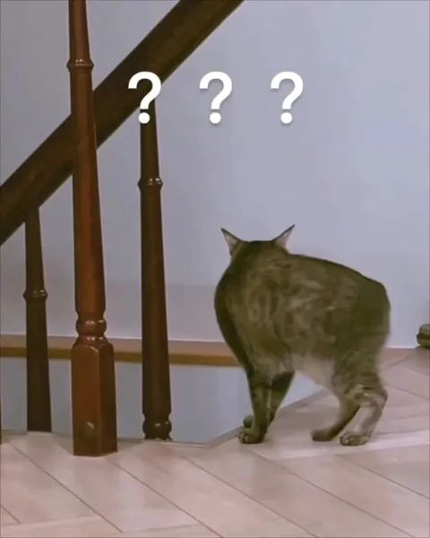 Кот с непонятным хвостом
