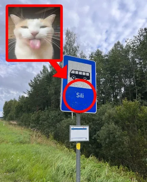 Кот на автобусной остановке