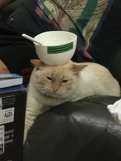 Кот с миской на голове