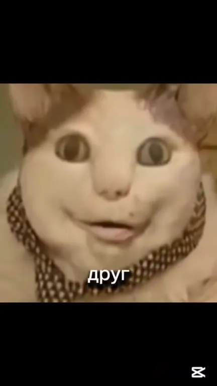 Кот говорит странную фразу