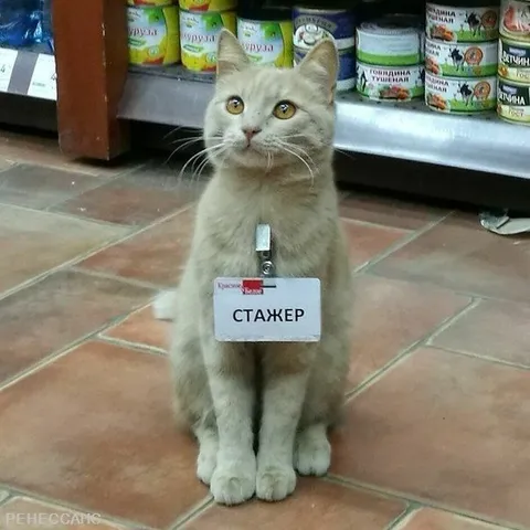 Кот-стажёр в магазине