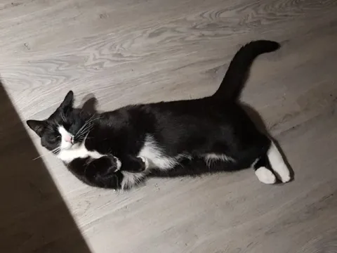 Кот лежит на полу