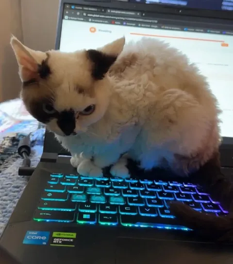 Кот занял ноутбук