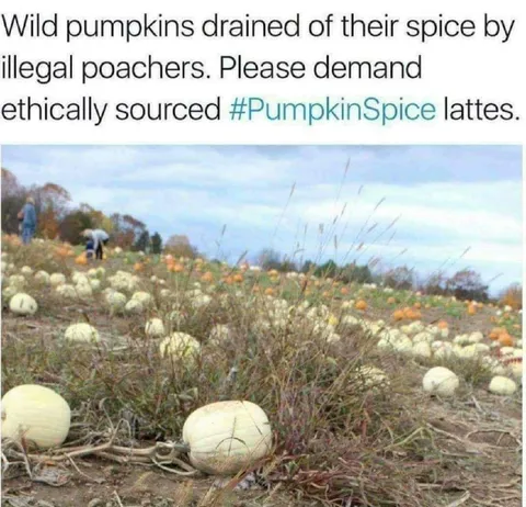 Ethically Sourced Pumpkin Spice