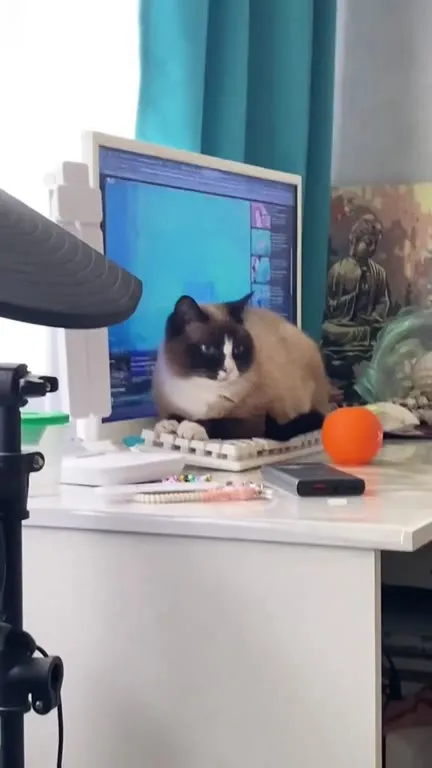 Кот работает за компьютером