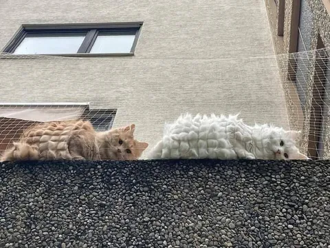 Коты в одинаковых шубках