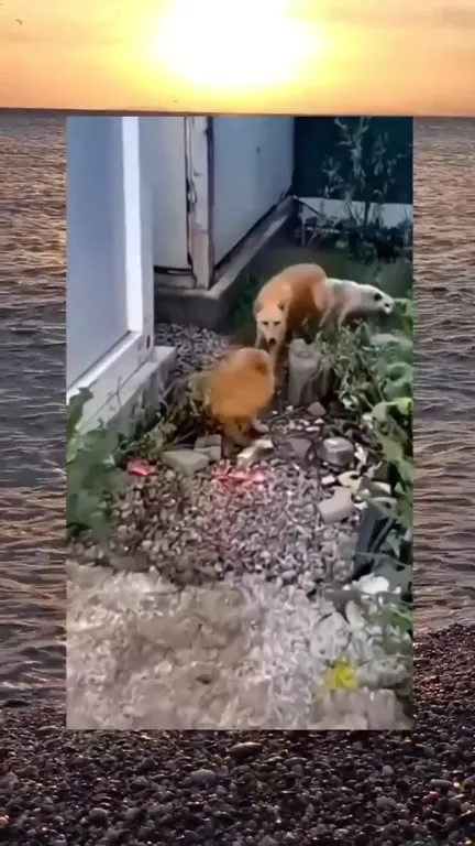 Звери мчатся к морю