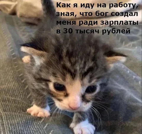 Котёнок идёт на работу
