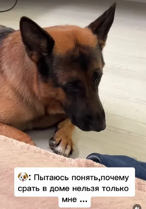 Собака не понимает правила дома