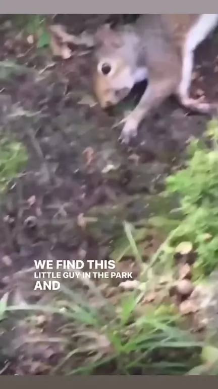Squirrel Gets High on Mushrooms