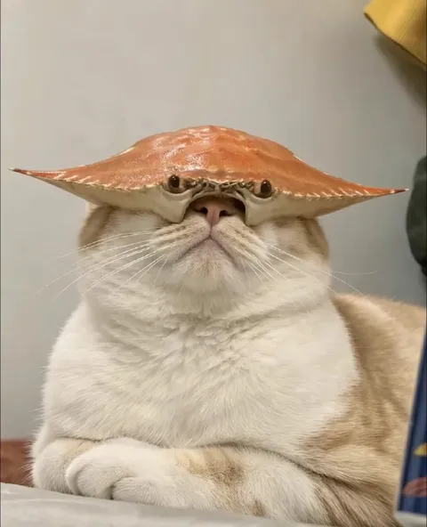 Кот в шляпе-скате