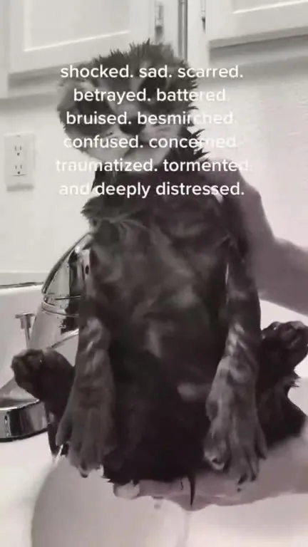 Poopy Smelling Cat Gets Washed