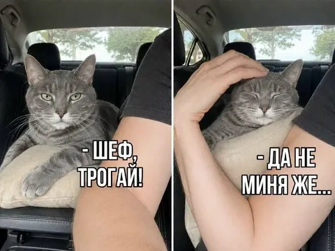 Кот просит не трогать