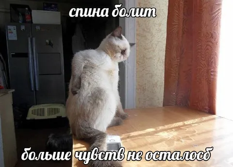 Кот, у которого болит спина
