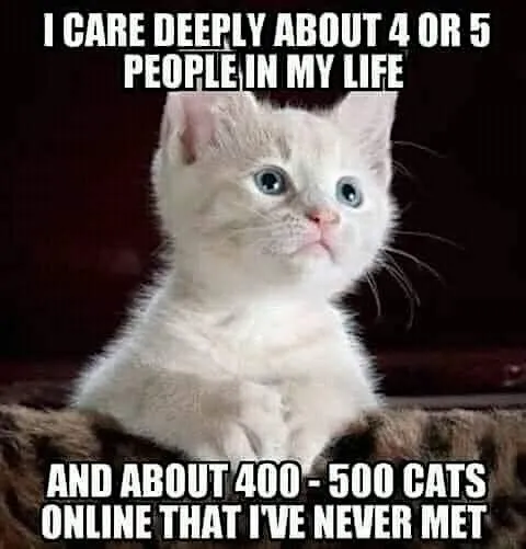 Caring About Cats Online