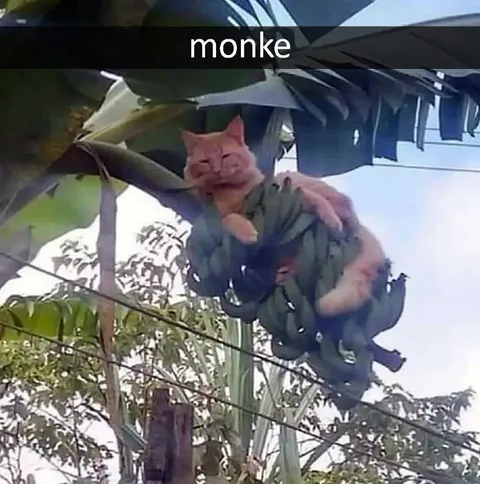 Monke Cat in the Trees