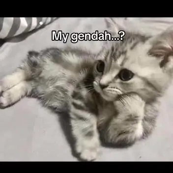 Cat Gender Mechanic Reveal