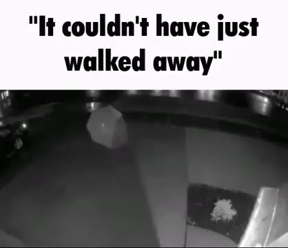 It Couldn't Have Just Walked Away