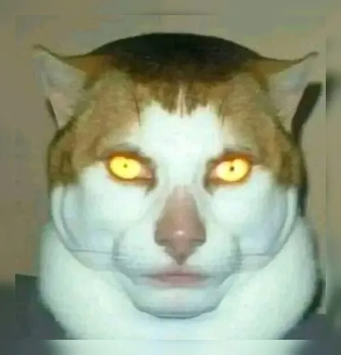 Жуткий кот смотрит в душу