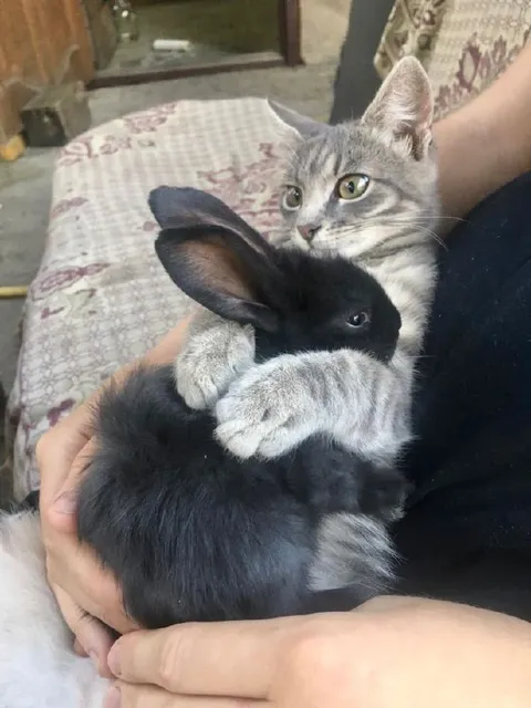 Кот обнимает кролика