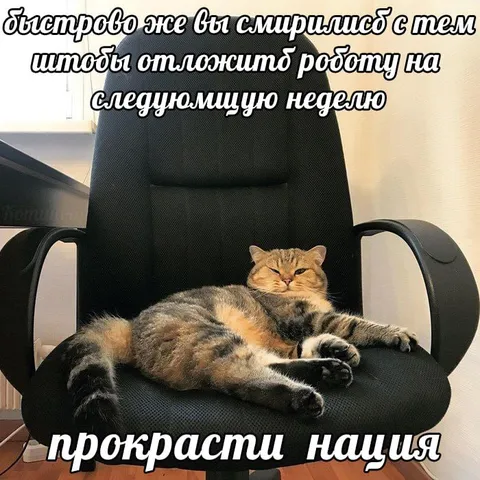 Кот отложил работу