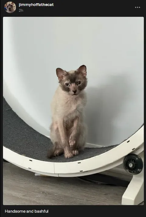 Handsome and Bashful Cat