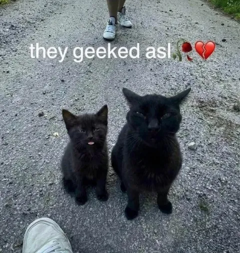 They Geeked ASL Cats