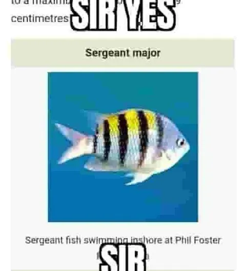 Sergeant Major Fish Says Sir