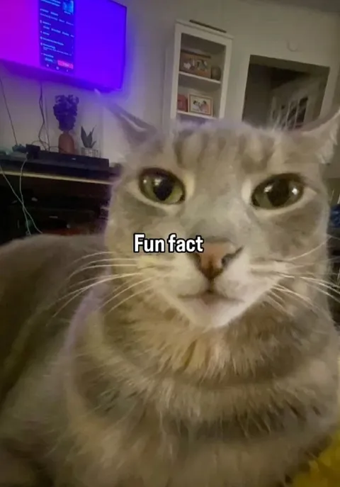Fun Fact Cat