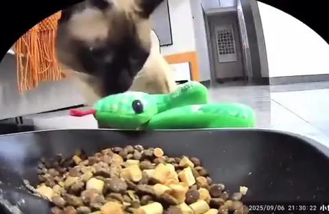 Кот охотится на игрушечную змею