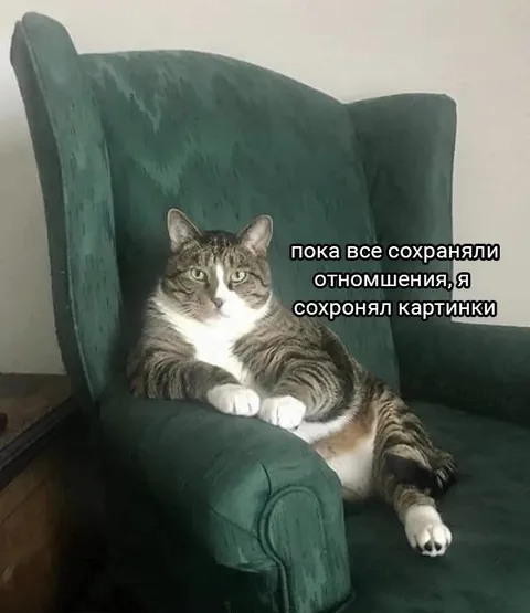 Кот сохраняет картинки