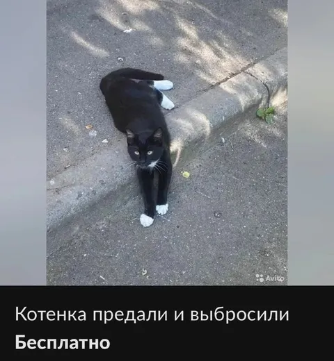 Котенка предали и выбросили