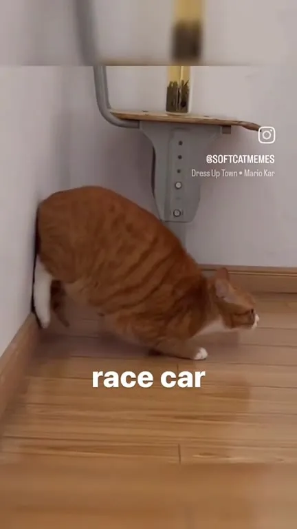 Cat Race Car Zooms Away
