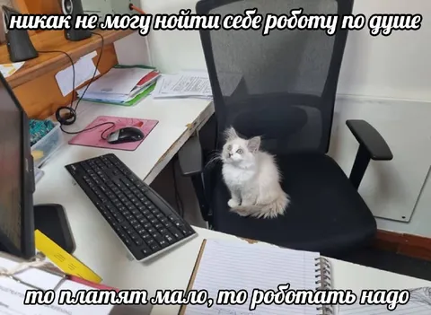 Кіт не може знайти роботу