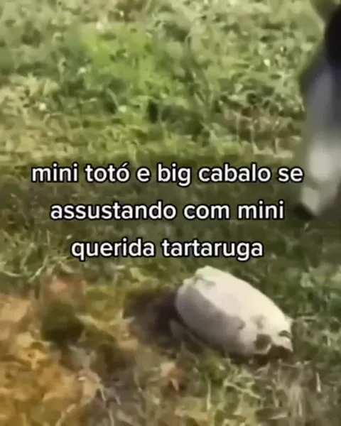 Cavalo assustado pela tartaruga