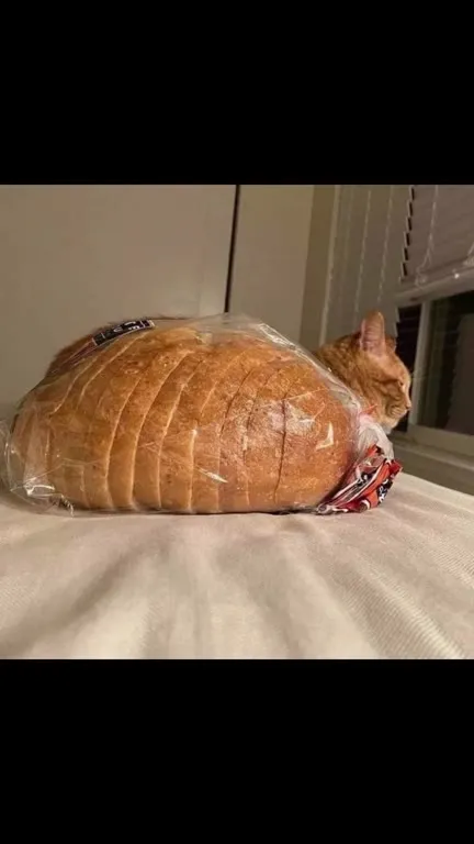 Коты среди еды